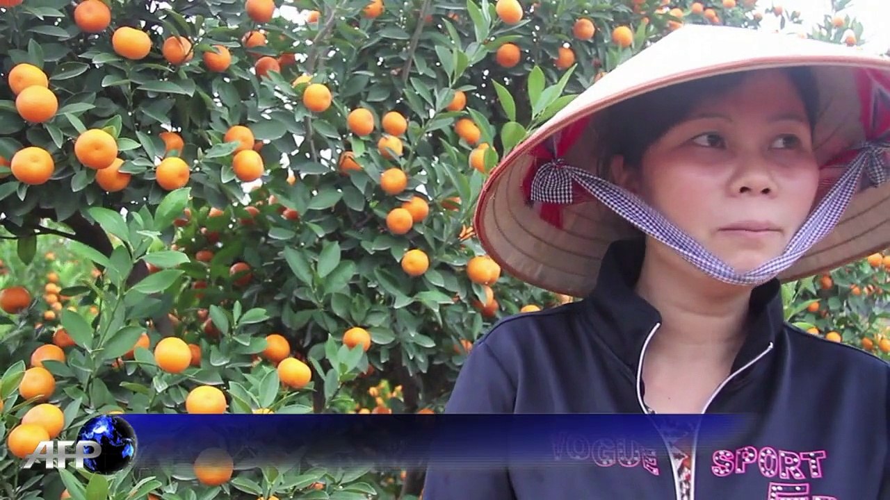 Toxic 'Tet' kumquats highlight Vietnam's pesticide problem video