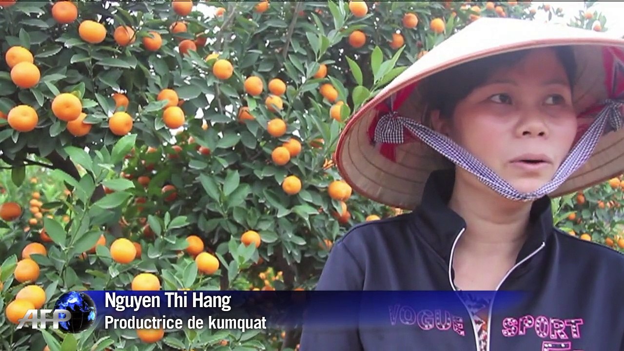 Au Vietnam, les kumquats du Nouvel an victimes des pesticides