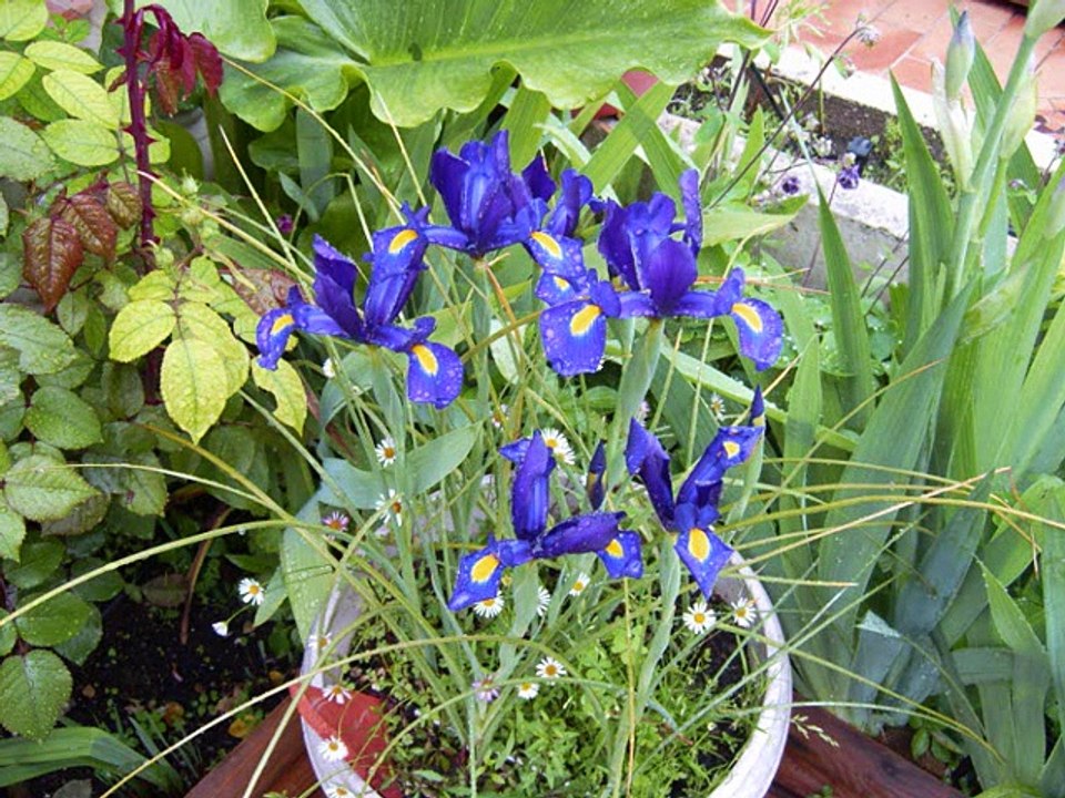 le jardin extraordinaire 2009 - Copie