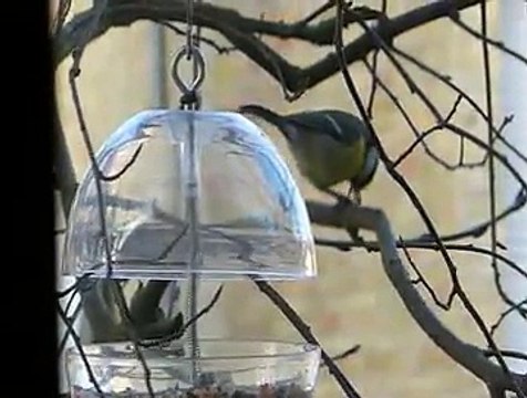 mangeoire à mésanges