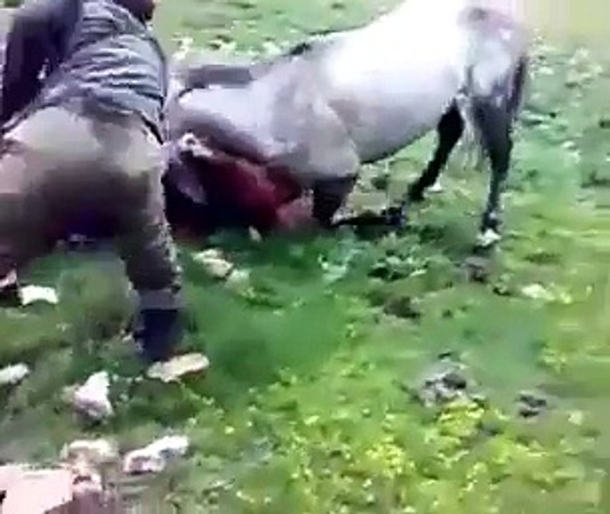 v amazing گھوڑو ں کی لڑائی