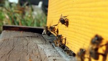ruche Warré abeilles citadines