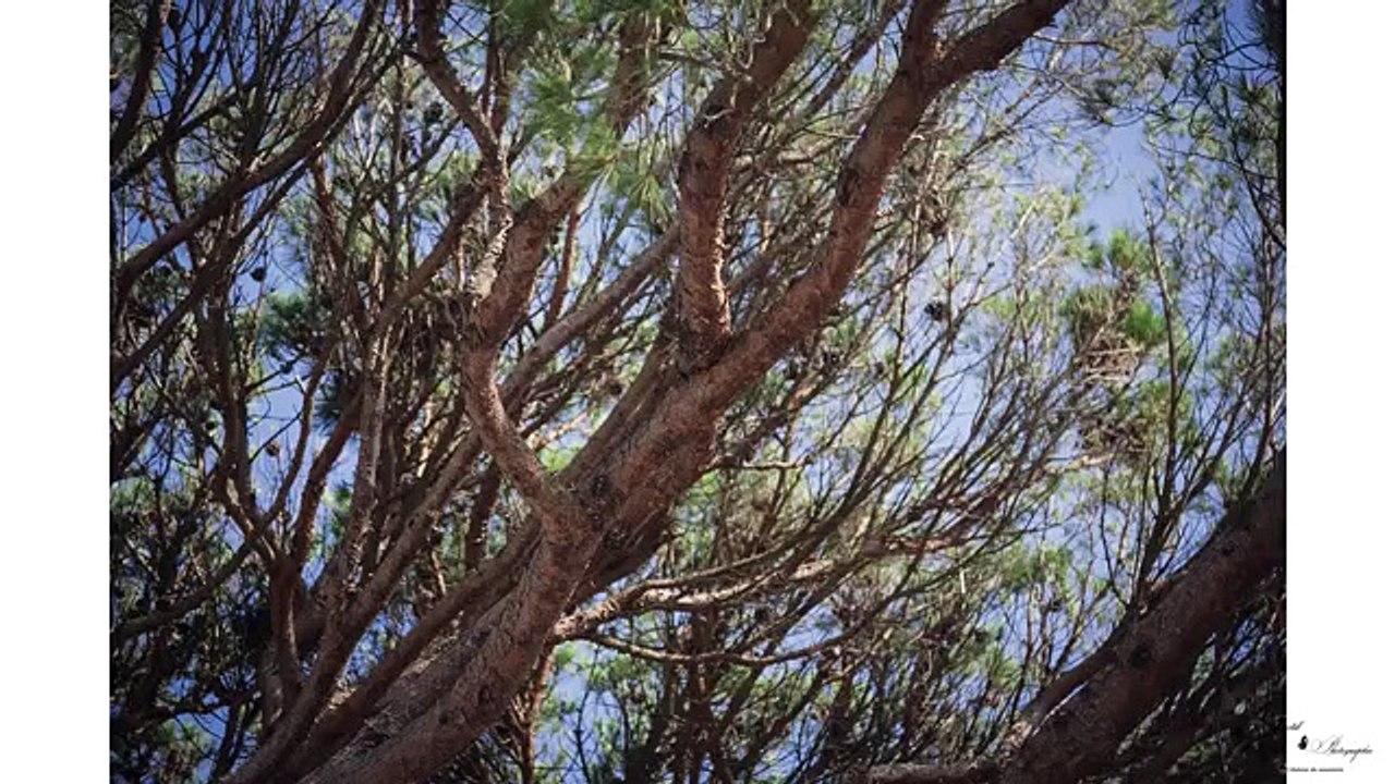 Photographies de mariages au Clos des Roses Fréjus Var / Doctib Photo / www.doctibphoto.com