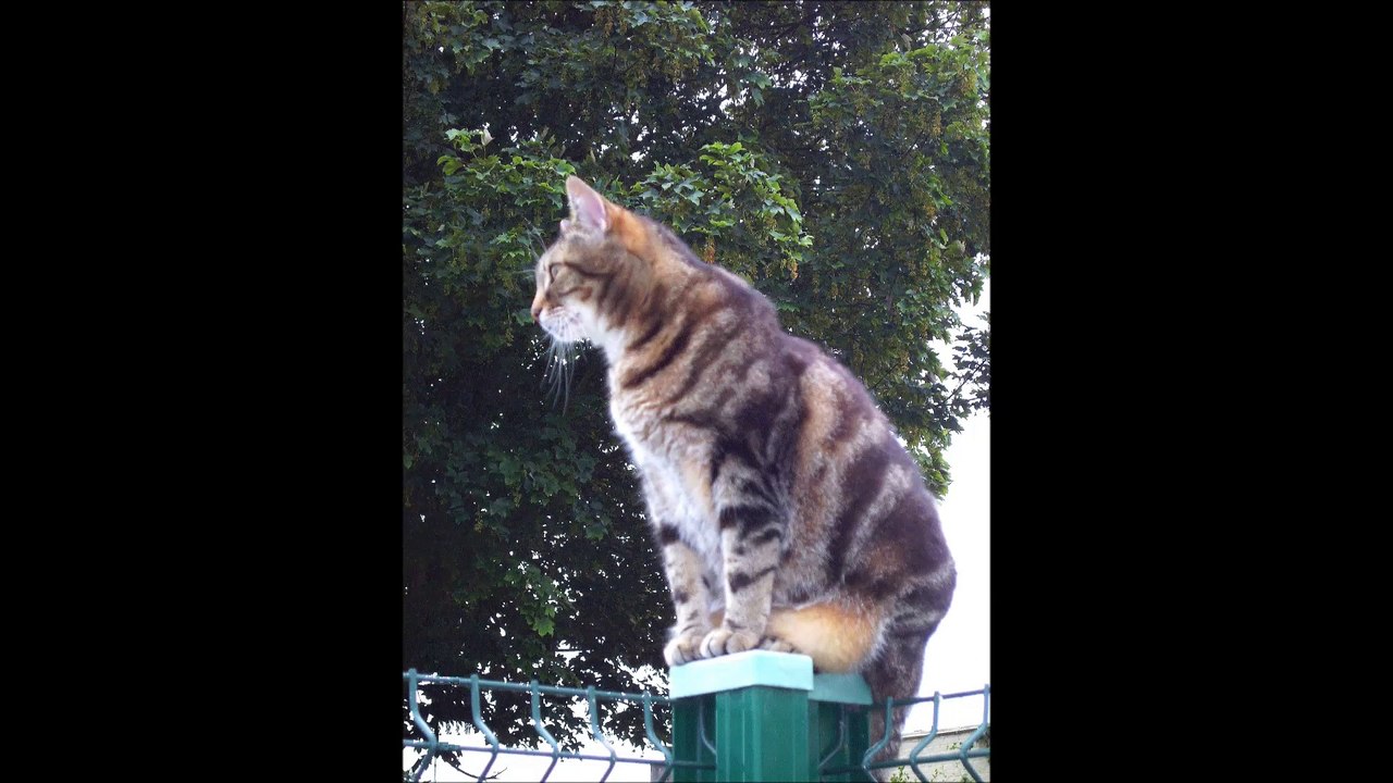 Les chats à l'Egyptienne de France Bleu Nord