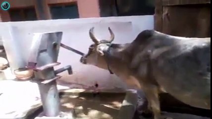 A cow proof nothing is impossible (Intelligent Cow & Handpump)