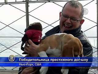 В Америке выбрали лучшую собаку