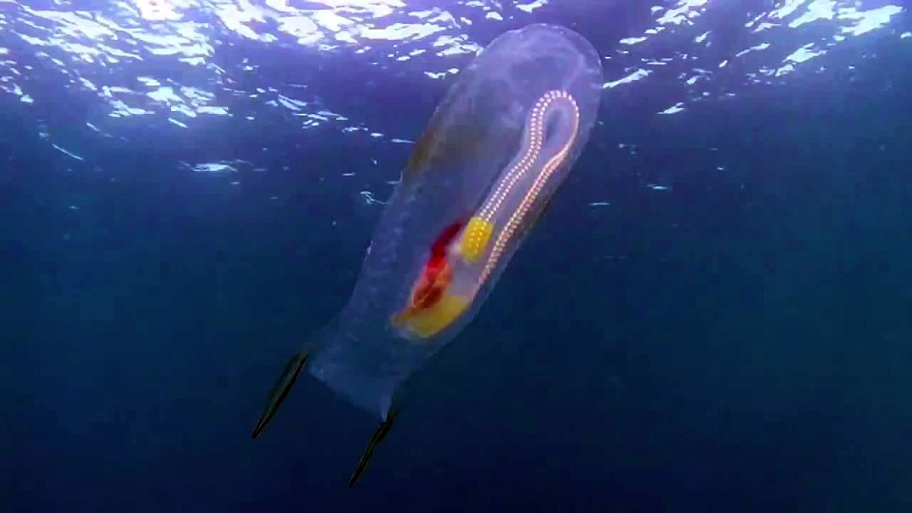 Transparent Mystery Fish