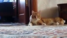 Funny Cat Speeds Away - Кот ушёл прикольно !