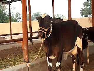 EH dairy farm 419jb  (68) ANIMALS