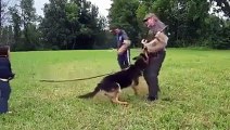 A 5 Year Old Girl Getting Protected By Her German Shepherd.