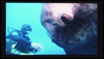 gigantic sunfish feeding マンボウ餌づけ mola mola