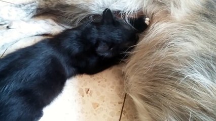 Dog Breastfeeding Cat / WTF (Must see)