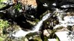 Sunday, May 27, 2012: Burkhart Trail to cascading waterfalls near Buckhorn Campground