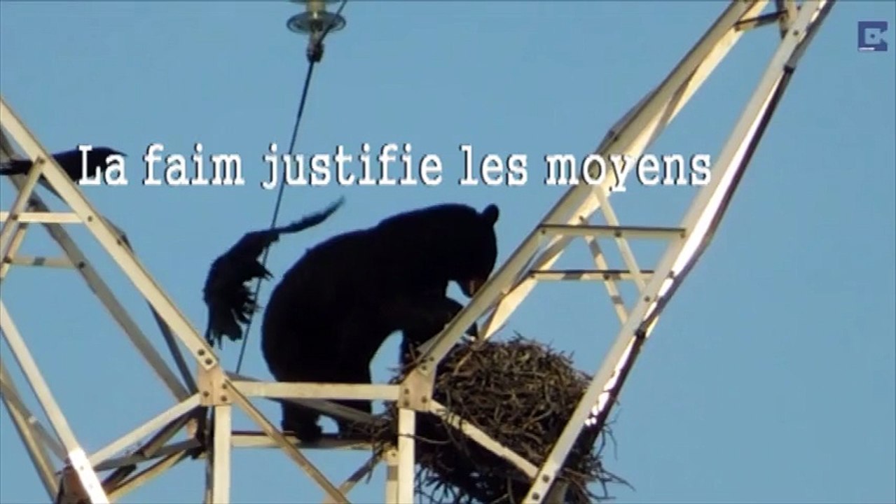 Un ours escalade un pylône électrique pour manger les œufs d'un nid de corbeaux
