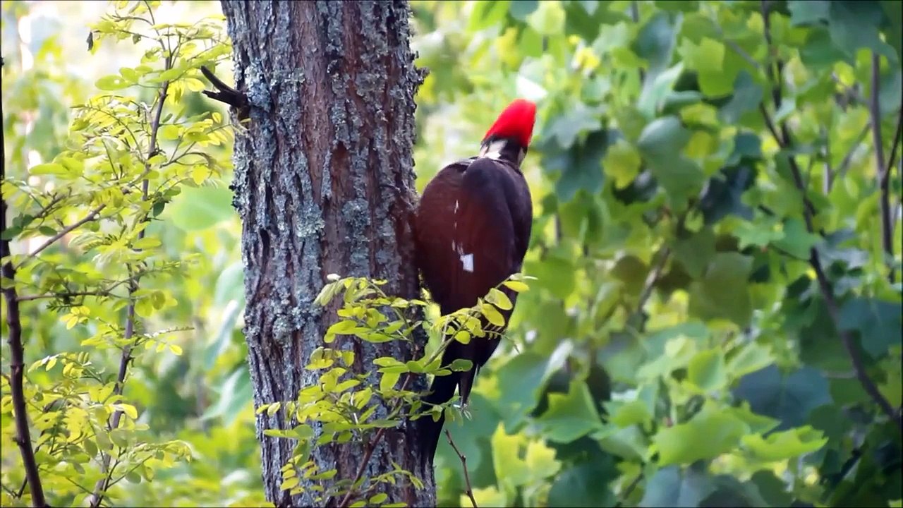 Pileated Woodpecker