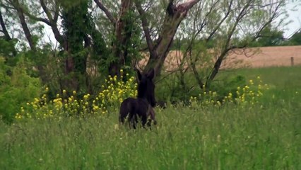 Friesian Filly