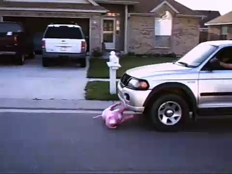 dog hit by car