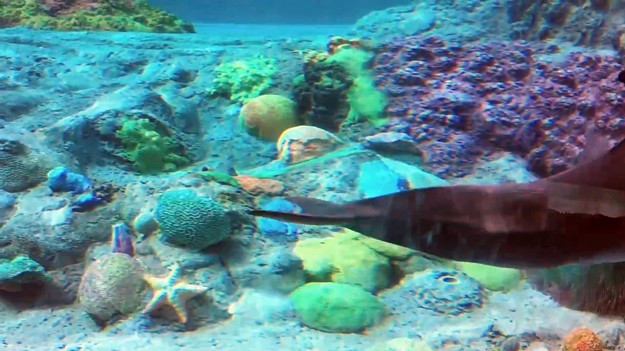 Bottlenose Dolphins Swim Underwater at SeaWorld Orlando