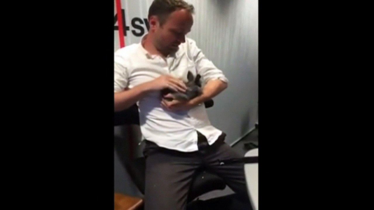 Danish radio DJ kills nine-week-old rabbit live on air