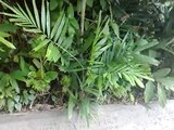 Varanus salvator Kabaragoya on my doorstep...