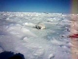 Harp Seal Baby 1  　ママを探すタテゴトアザラシの赤ちゃん