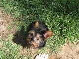 Zoey, my Yorkshire Terrier puppy R.I.P.