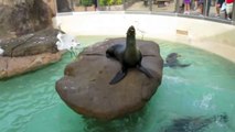 Feeding Sea Lions • SeaWorld San Diego • 2012