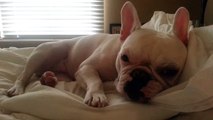 Sleepy French Bulldog - Lucy doesn't want to wake up...