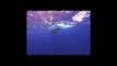 Humpback Whales Play With Divers in Tonga; Attempt Contact