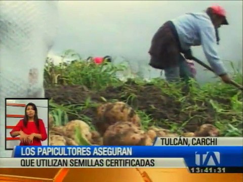 Los papicultores del Carchi, aseguran que utilizan semillas certificadas