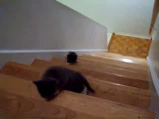 Kitten  going down the stairs