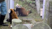 親子の対面(円山動物園 レッサーパンダ)