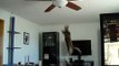Willow hunting the ceiling fan.