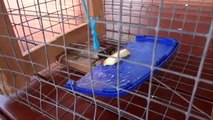 Two Indian Myna Birds Caught Alive in a Trap - including how the trap works