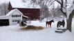 Happy Horses Making Snow Angels