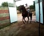 CABALLOS BAILADORES EN VENTA PASO DE ARENA GUERRERO CORAL