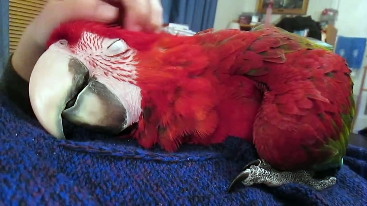 Un perroquet adore les caresses