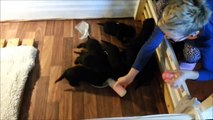Rottweilers Atar & Hera: First attempt to feed puppies from bowl! Funny!!!