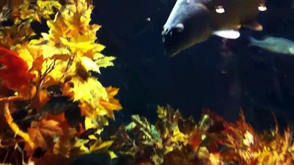 BowFin and other fishes - Cabela's Aquarium