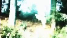 Kuş Dünyasının En Hızlı Jetleri