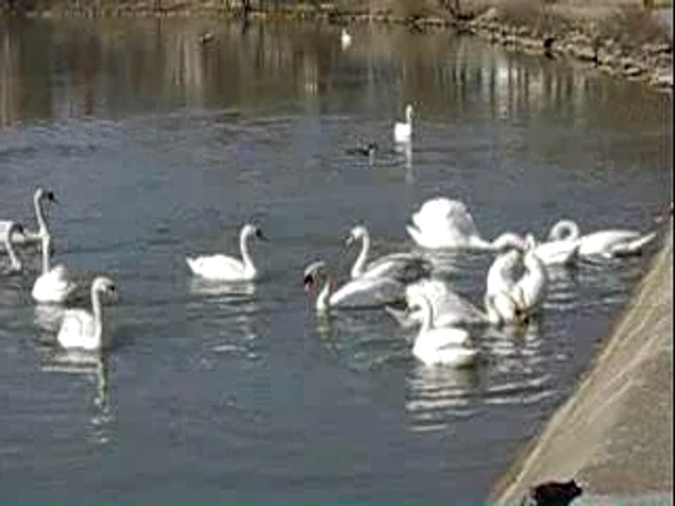 Cygnes