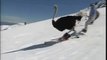 Skiing Ostrich hits the slopes