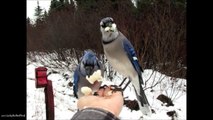 Blue Jay pair Slow Mo Landing on and eating from My Hand - Ft music by Dick Kait