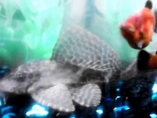 20 gallon freshwater aquarium update #7