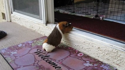 Guinea pig tricks: go home