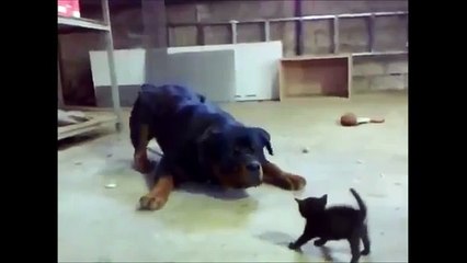 Kitten Smack Talks A Big Dog  (Voice Over)