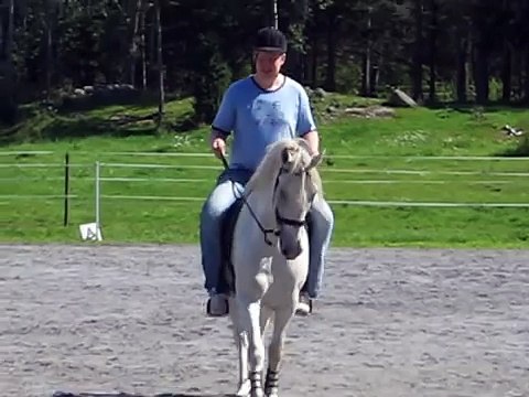 Big guy riding Lipizzaner horse with no horseriding skill