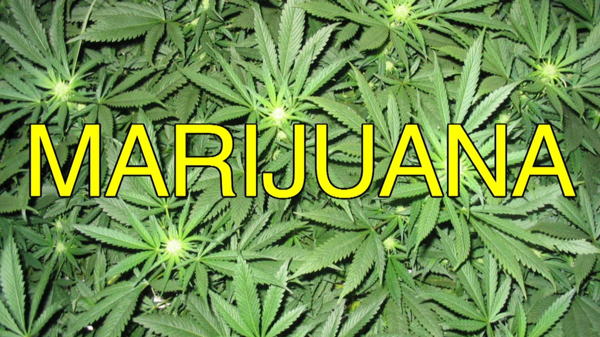 Marijuana