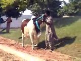 Beautiful Cows for Eid Ul Azha (Bakra Eid)