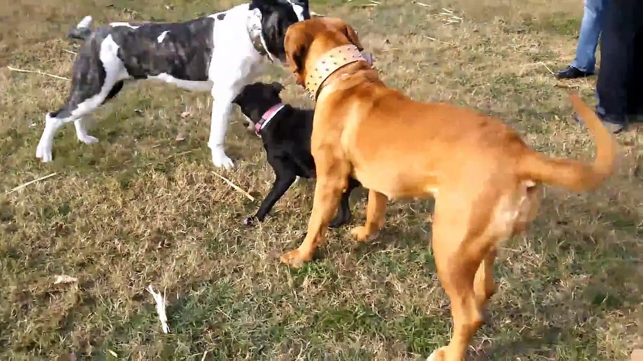dogo canario contra dogo de burdeos y pitbull